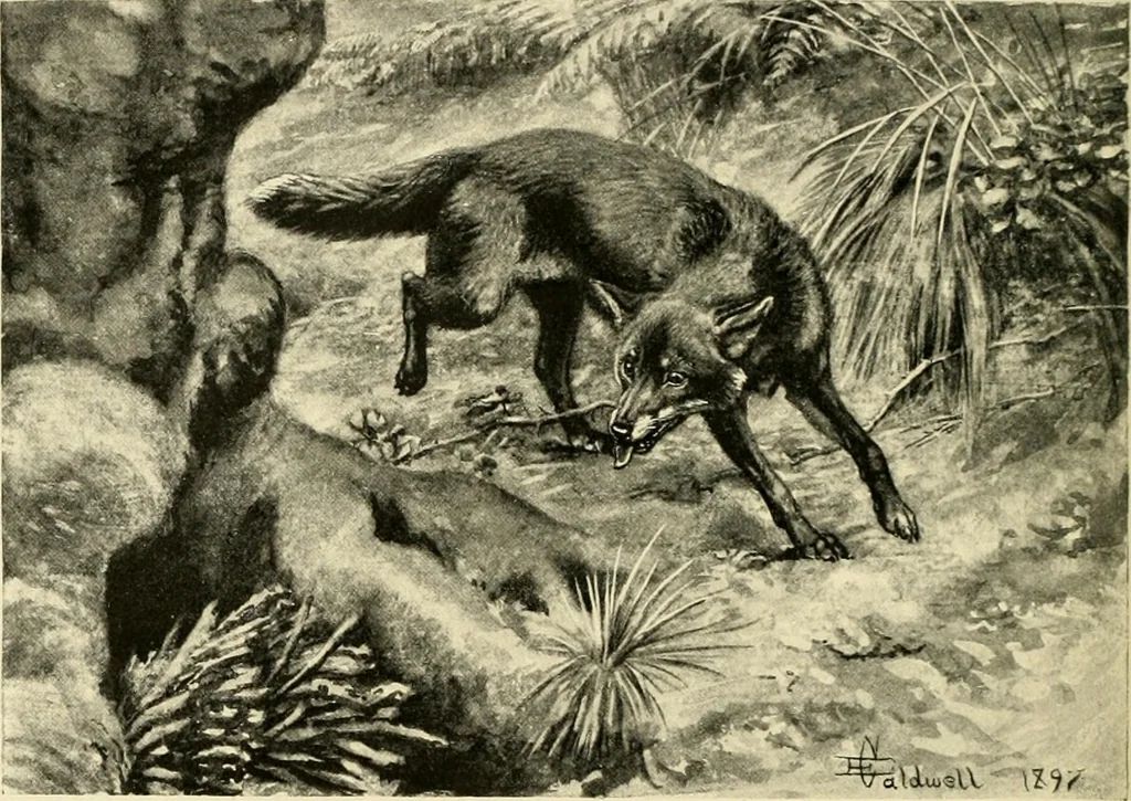 An illustration from The encyclopaedia of sport, 1897, leaf 478