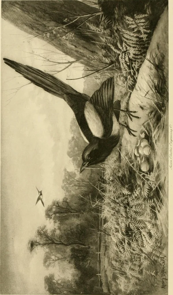 An illustration from The encyclopaedia of sport, 1897, leaf 480