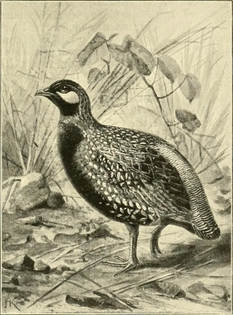 An illustration from The encyclopaedia of sport, 1897, leaf 481