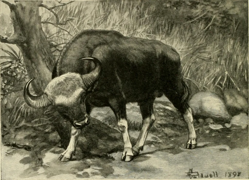 An illustration from The encyclopaedia of sport, 1897, leaf 490
