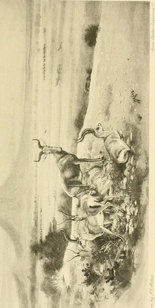 An illustration from The encyclopaedia of sport, 1897, leaf 493