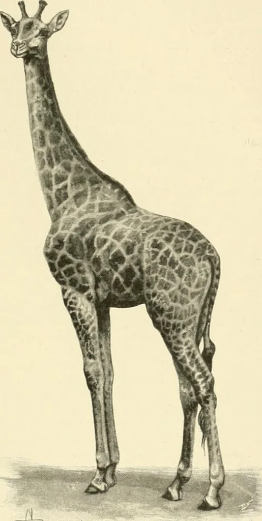 An illustration from The encyclopaedia of sport, 1897, leaf 495
