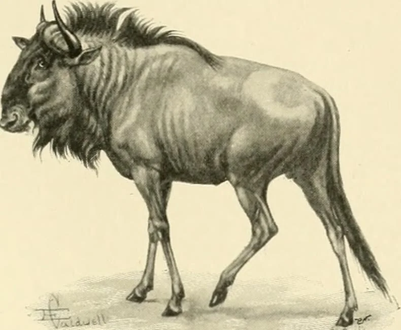 An illustration from The encyclopaedia of sport, 1897, leaf 497