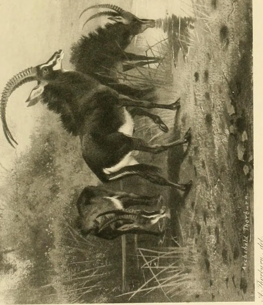 An illustration from The encyclopaedia of sport, 1897, leaf 51