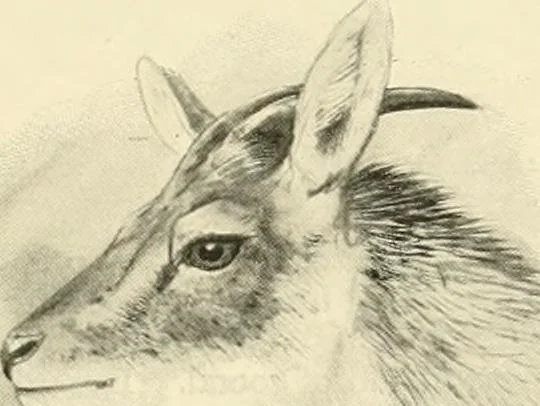 An illustration from The encyclopaedia of sport, 1897, leaf 519