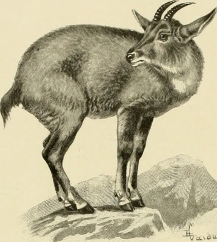 An illustration from The encyclopaedia of sport, 1897, leaf 520