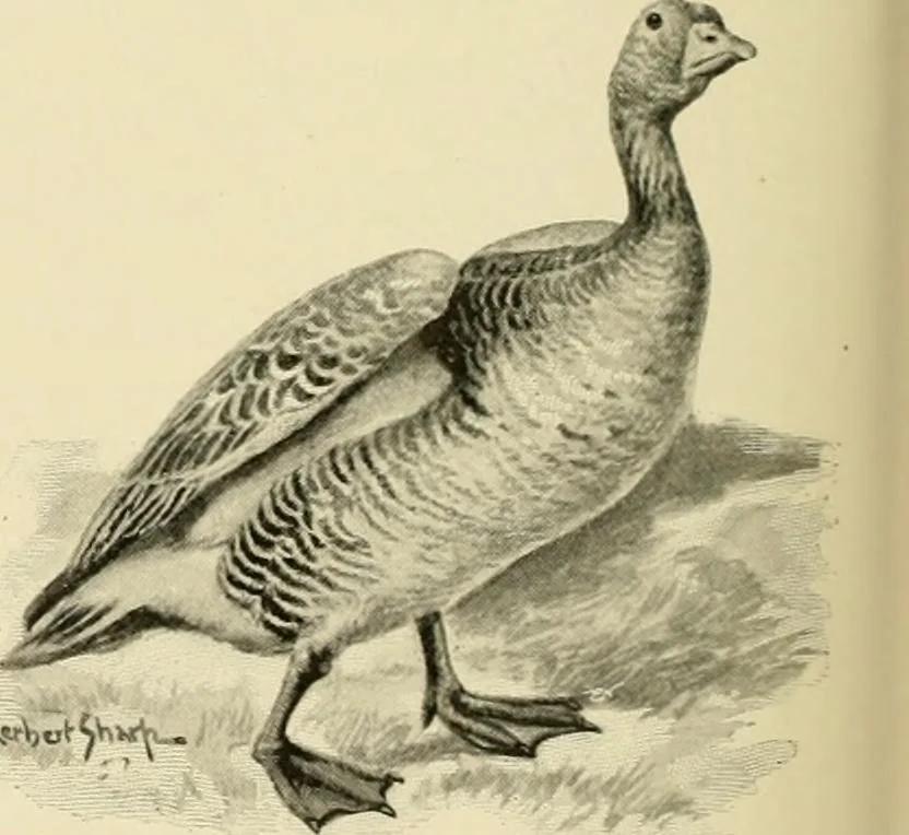 An illustration from The encyclopaedia of sport, 1897, leaf 520