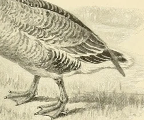 An illustration from The encyclopaedia of sport, 1897, leaf 521