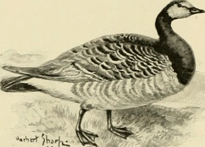 An illustration from The encyclopaedia of sport, 1897, leaf 522