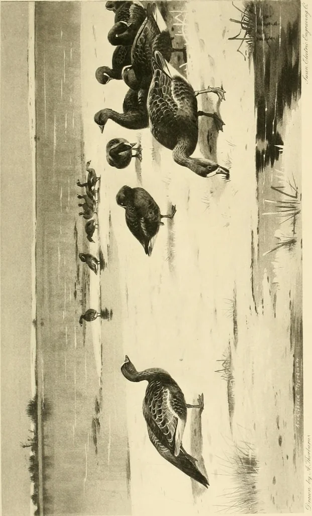 An illustration from The encyclopaedia of sport, 1897, leaf 523