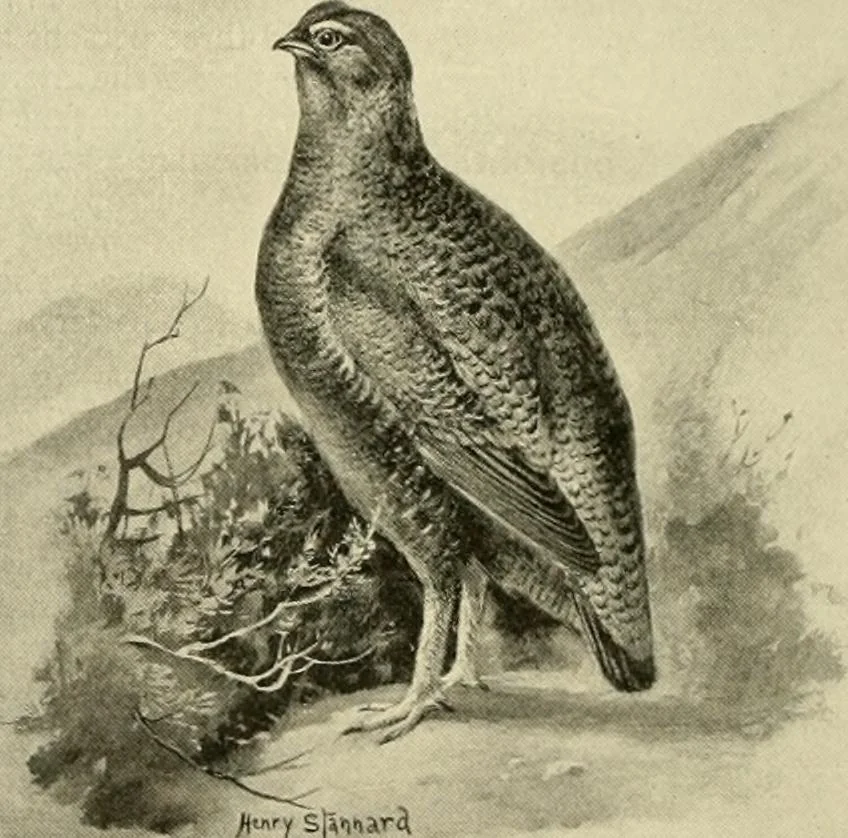 An illustration from The encyclopaedia of sport, 1897, leaf 536