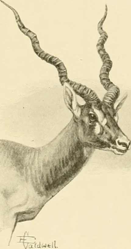 An illustration from The encyclopaedia of sport, 1897, leaf 55