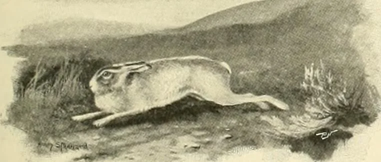 An illustration from The encyclopaedia of sport, 1897, leaf 551