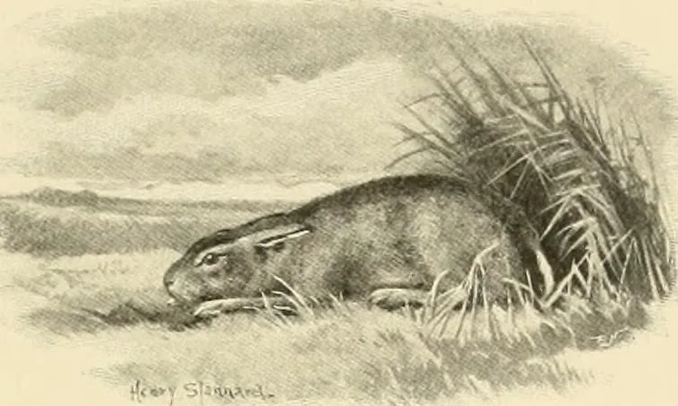 An illustration from The encyclopaedia of sport, 1897, leaf 551