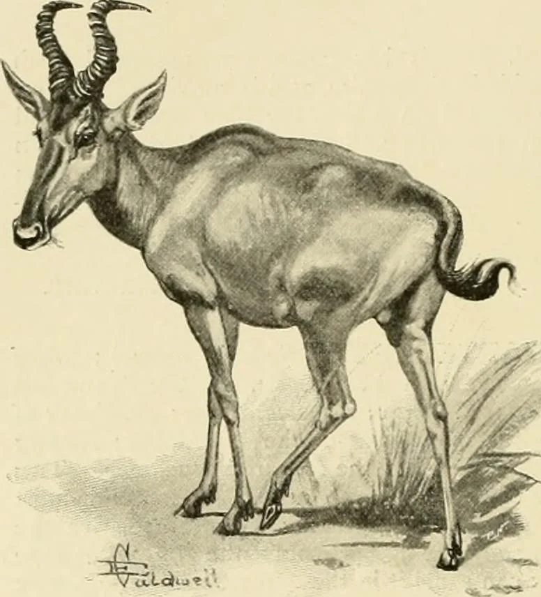 An illustration from The encyclopaedia of sport, 1897, leaf 552
