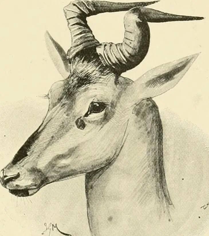 An illustration from The encyclopaedia of sport, 1897, leaf 553