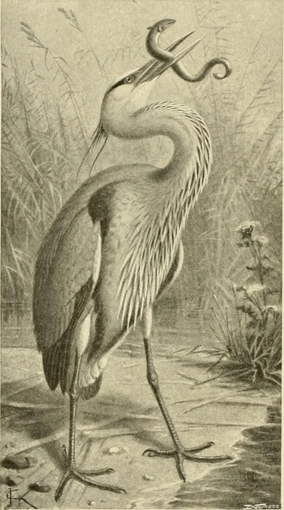 An illustration from The encyclopaedia of sport, 1897, leaf 554