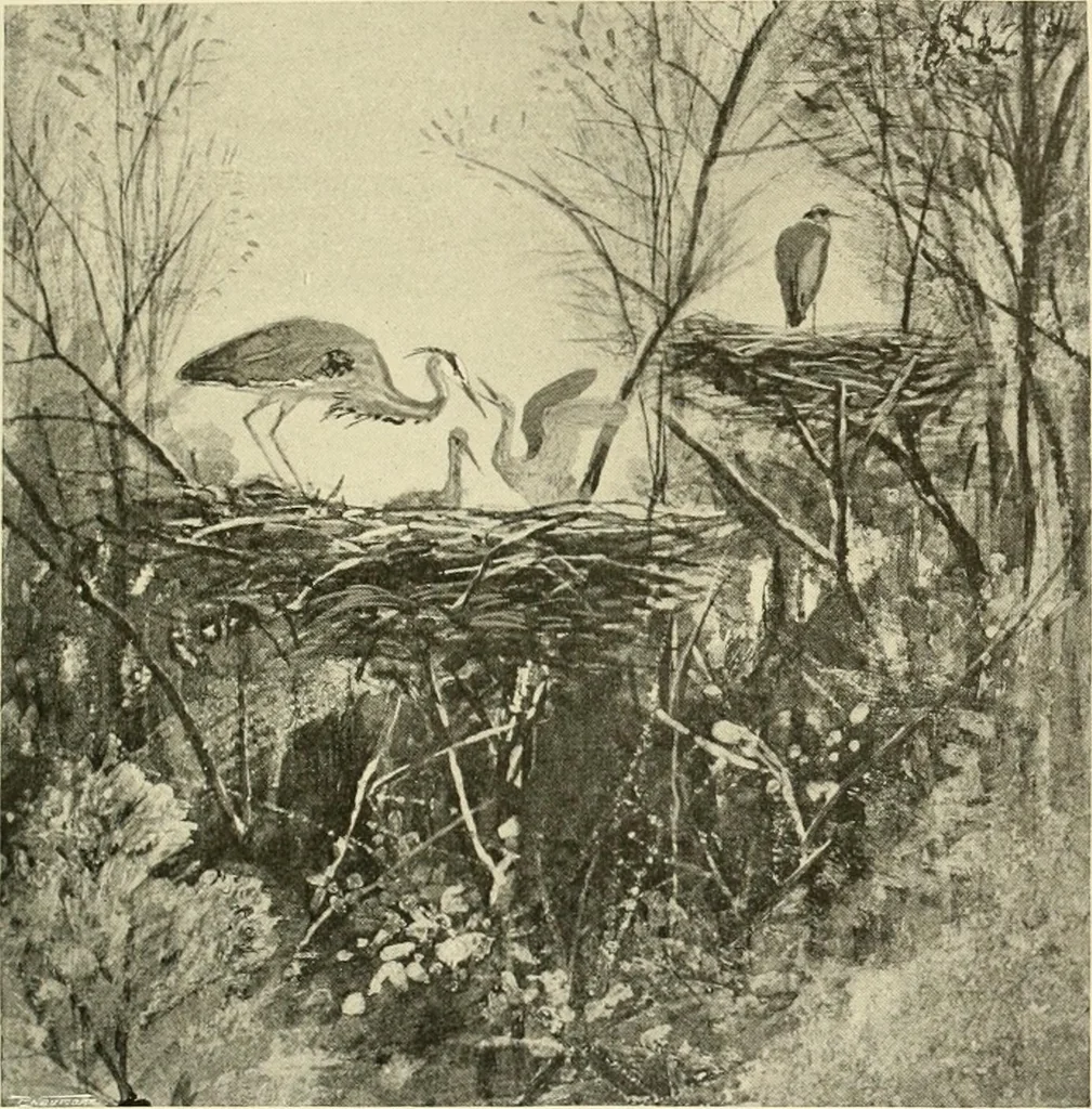 An illustration from The encyclopaedia of sport, 1897, leaf 555