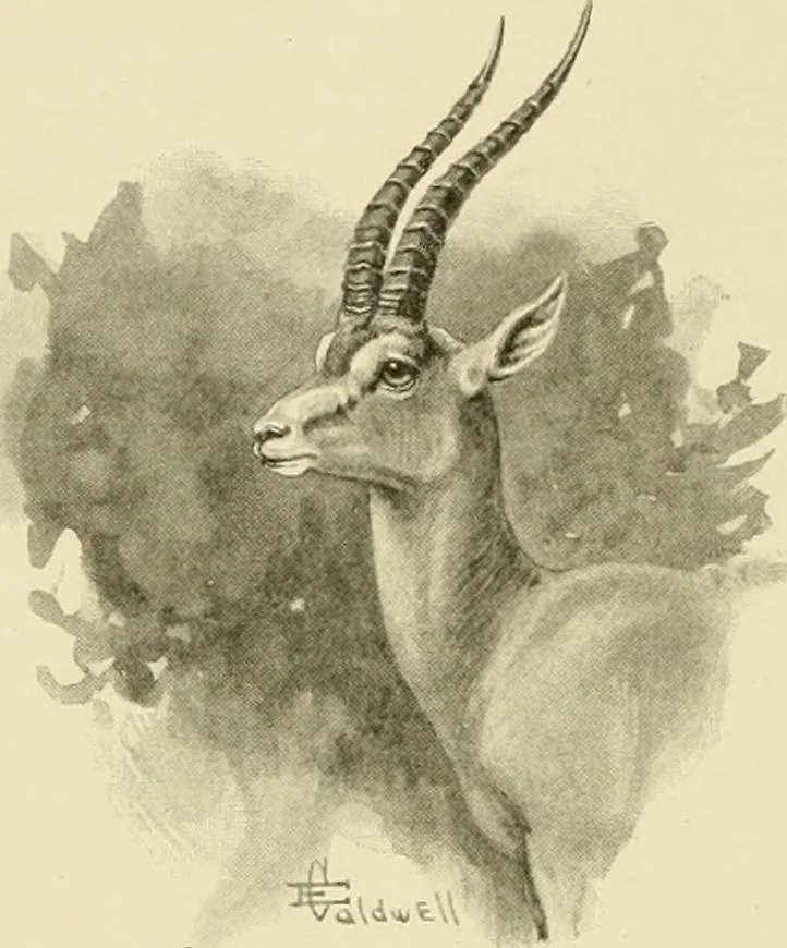An illustration from The encyclopaedia of sport, 1897, leaf 56