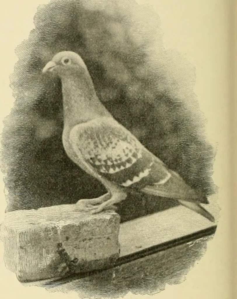 An illustration from The encyclopaedia of sport, 1897, leaf 566