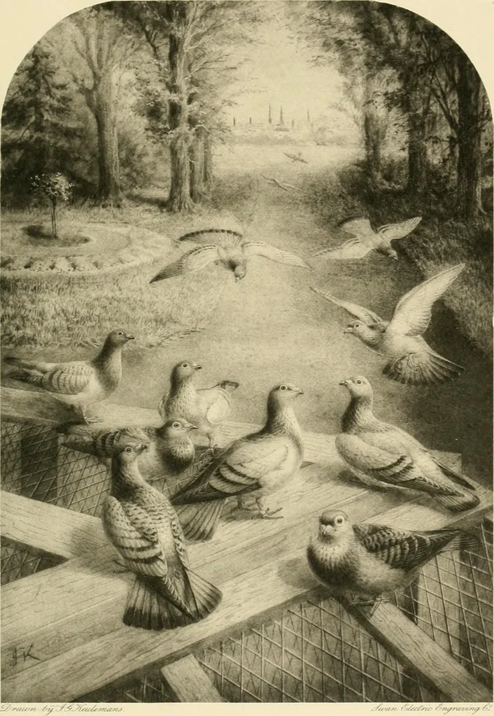 An illustration from The encyclopaedia of sport, 1897, leaf 567