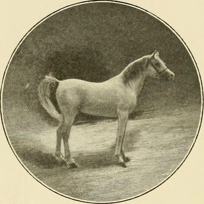 An illustration from The encyclopaedia of sport, 1897, leaf 572