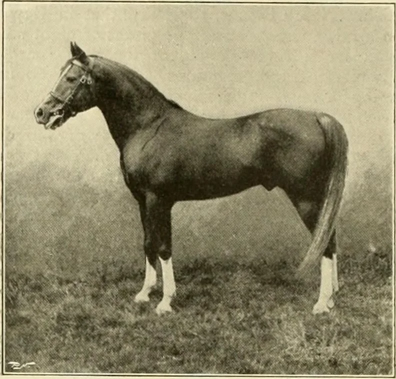 An illustration from The encyclopaedia of sport, 1897, leaf 574