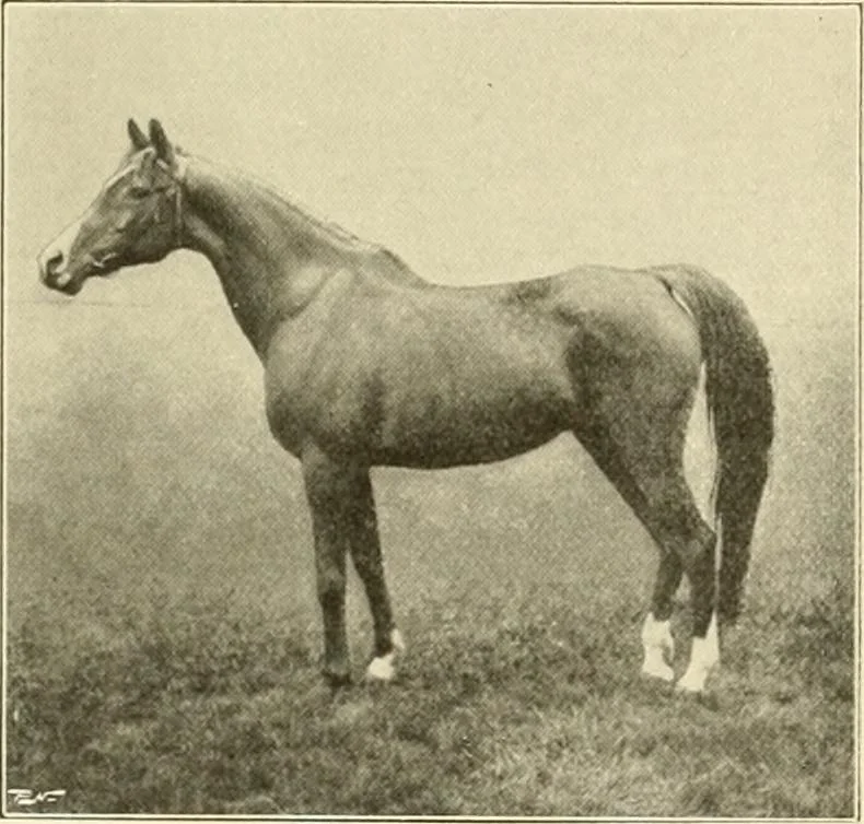 An illustration from The encyclopaedia of sport, 1897, leaf 577