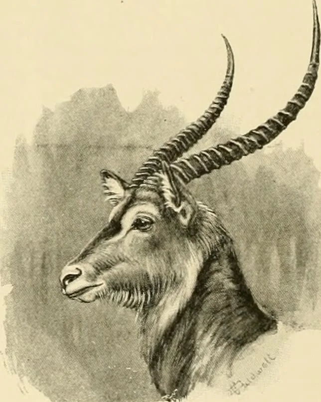 An illustration from The encyclopaedia of sport, 1897, leaf 58