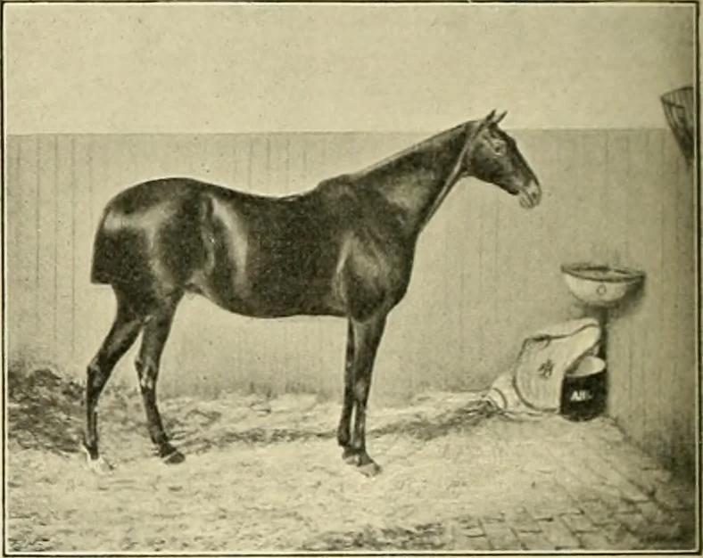 An illustration from The encyclopaedia of sport, 1897, leaf 582
