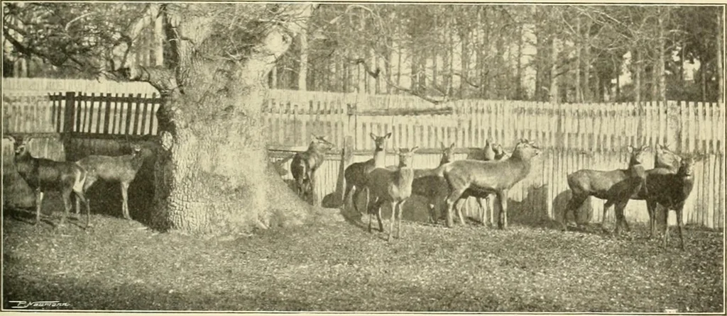 An illustration from The encyclopaedia of sport, 1897, leaf 625