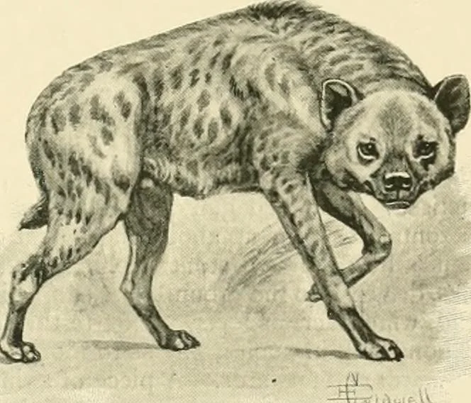An illustration from The encyclopaedia of sport, 1897, leaf 637