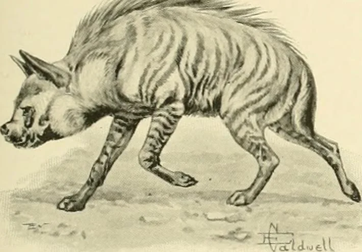 An illustration from The encyclopaedia of sport, 1897, leaf 639