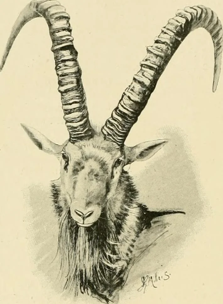 An illustration from The encyclopaedia of sport, 1897, leaf 640