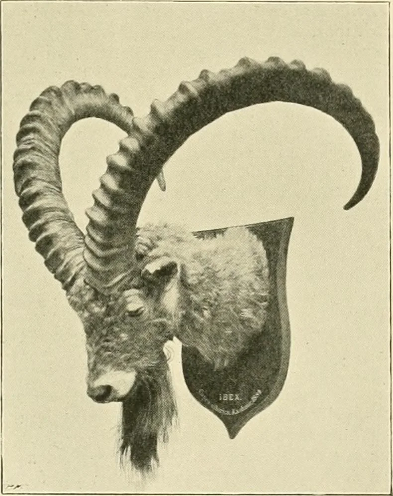 An illustration from The encyclopaedia of sport, 1897, leaf 641