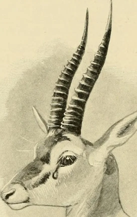An illustration from The encyclopaedia of sport, 1897, leaf 646