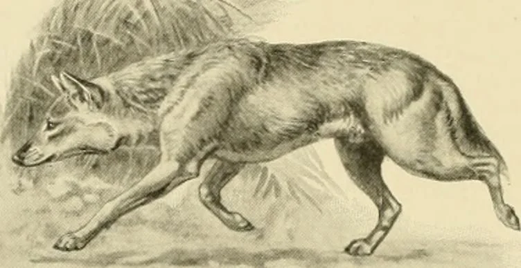 An illustration from The encyclopaedia of sport, 1897, leaf 650
