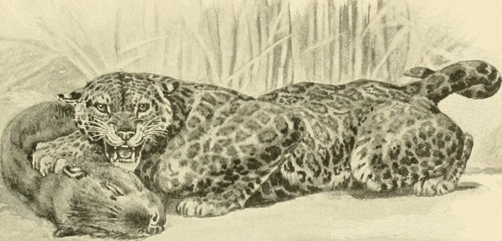 An illustration from The encyclopaedia of sport, 1897, leaf 651
