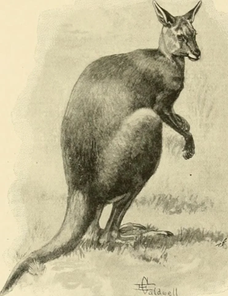 An illustration from The encyclopaedia of sport, 1897, leaf 653