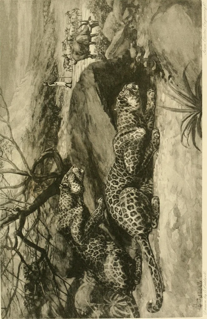 An illustration from The encyclopaedia of sport, 1897, leaf 677