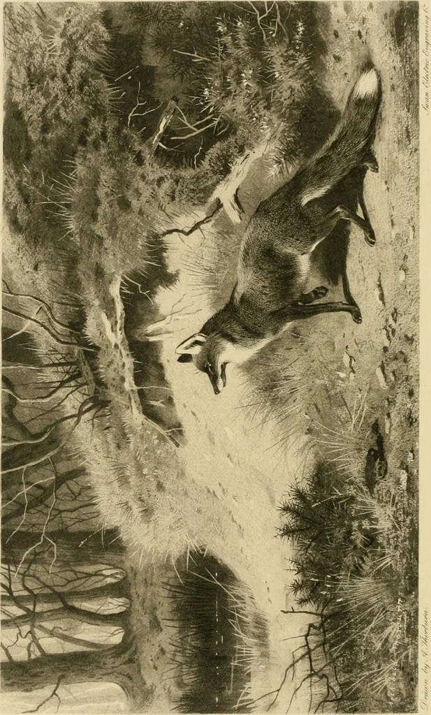 An illustration from The encyclopaedia of sport, 1897, leaf 8
