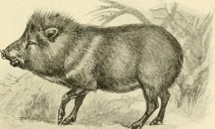 An illustration from The encyclopaedia of sport, 1897, leaf 100