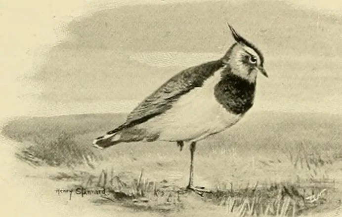 An illustration from The encyclopaedia of sport, 1897, leaf 101