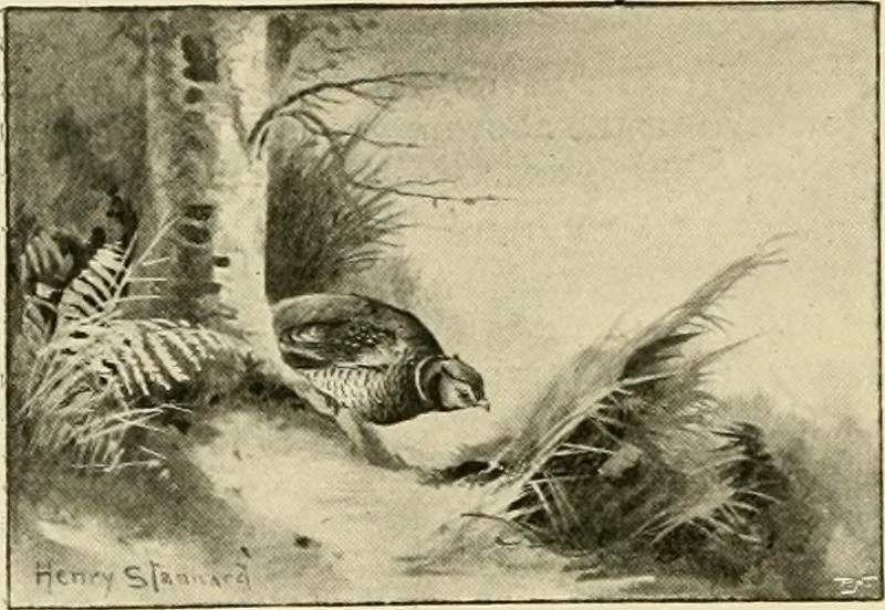 An illustration from The encyclopaedia of sport, 1897, leaf 103