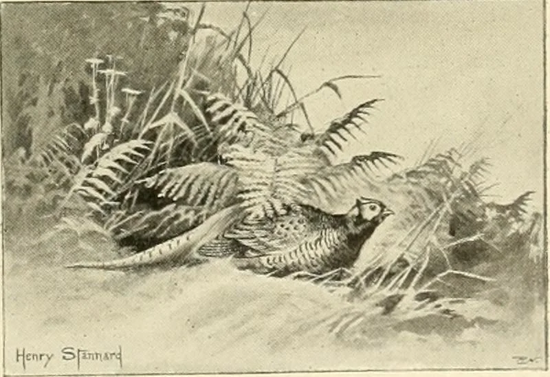 An illustration from The encyclopaedia of sport, 1897, leaf 104