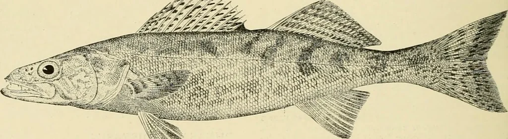 An illustration from The encyclopaedia of sport, 1897, leaf 109