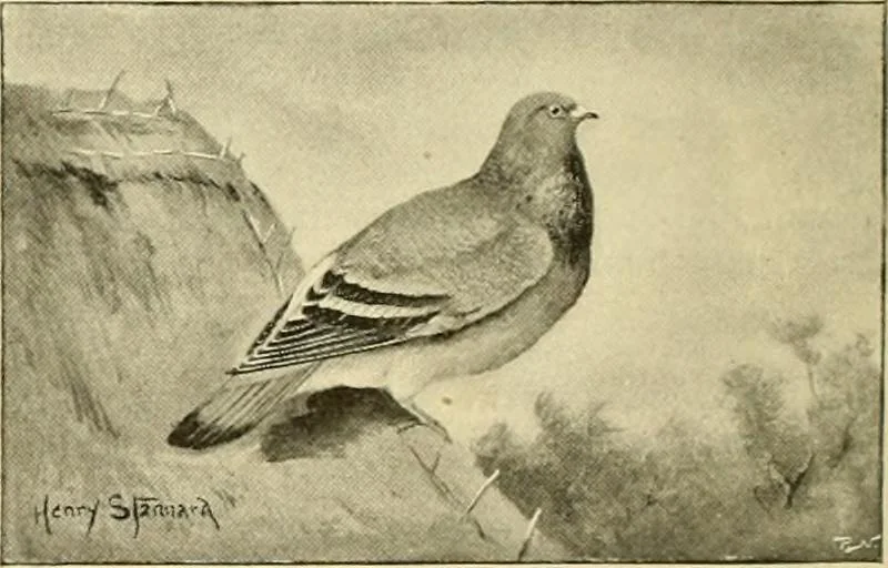 An illustration from The encyclopaedia of sport, 1897, leaf 115