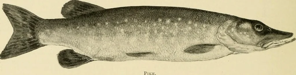 An illustration from The encyclopaedia of sport, 1897, leaf 121