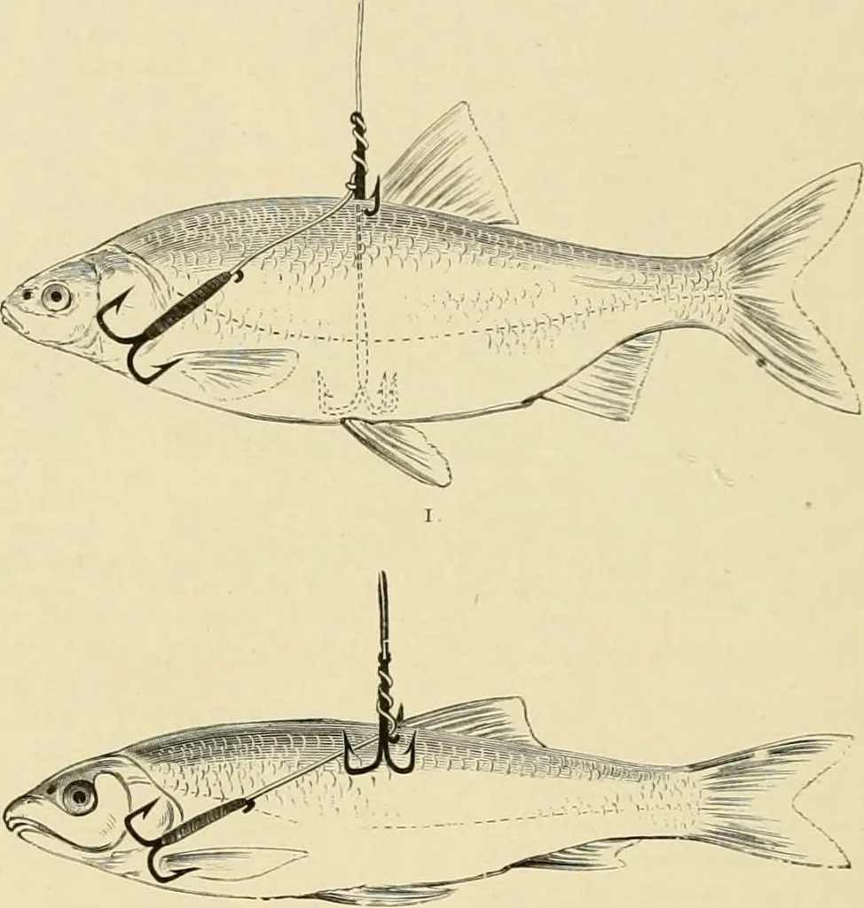 An illustration from The encyclopaedia of sport, 1897, leaf 123
