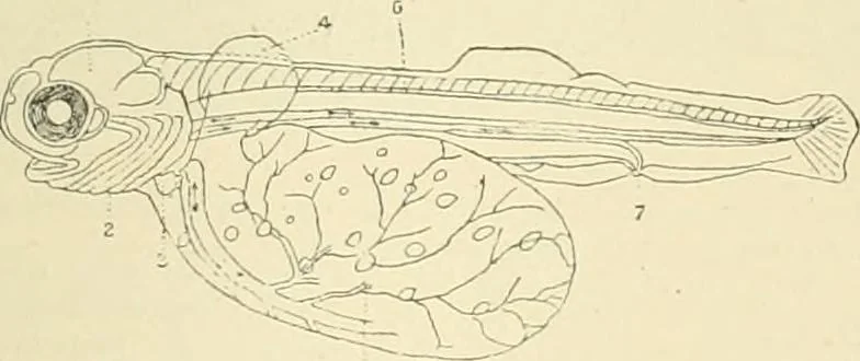 An illustration from The encyclopaedia of sport, 1897, leaf 128